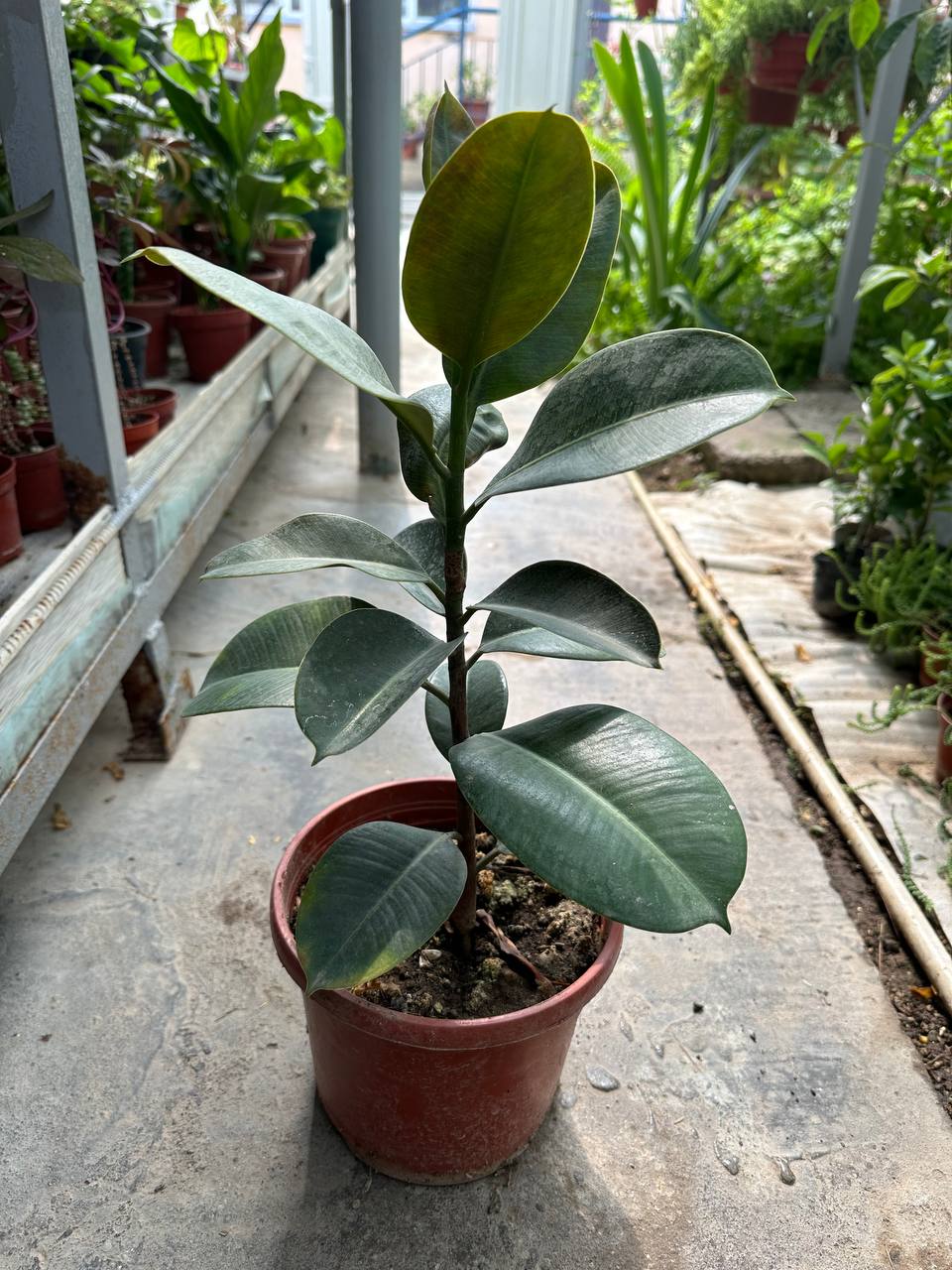A potted rubber plant with broad dark leaves in natural daylight