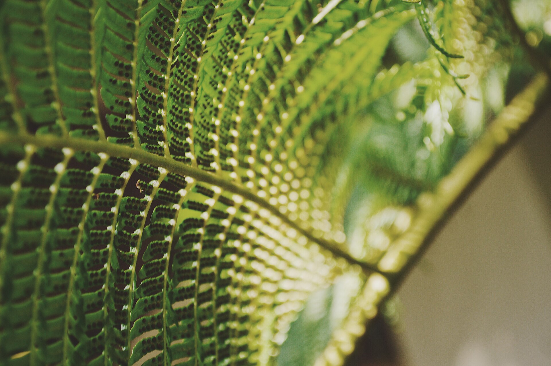 Sunlit fern fronds with fine texture in a shaded growing area